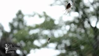 Crazy Spider Eats Fly [upl. by Fairley]