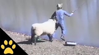 Sheep  1 Fisherman  0 [upl. by Toll]