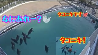 アザラシ幼稚園タコニキと初対面ビビるけど仲良くなる茶柱イレブン オランダ Seal アザラシ幼稚園 [upl. by Cleve]