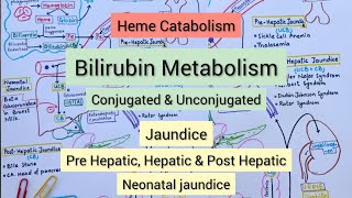 Heme Catabolism  Bilirubin Metabolism  Jaundice [upl. by Foah]