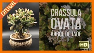 Bonsai Suculenta Crassula Ovata [upl. by Jansson]