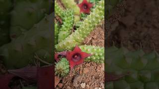 Suculenta HUERNIA Echidnopsiodes huernia suculentasecactos flordodragao [upl. by Yemaj]