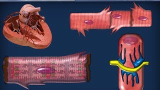 Istologia 20  Muscolare parte 2 [upl. by Comras]