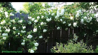 How to Prune a Climbing Rose by The Gardening TutorMary Frost [upl. by Donoghue266]