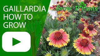 Gaillardia  Blanket flower  How to grow [upl. by Devine651]