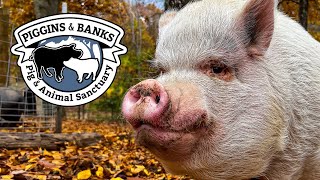 Piggins and Banks A Sanctuary for Pigs [upl. by Sophie]