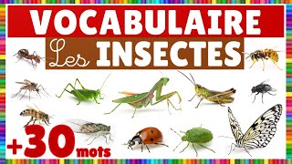 Vocabulaire  les insectes les arachnides et les mollusques [upl. by Yrreg]