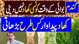 Wheat Fertilizer Plan  Best Plan for Wheat Fertilizer  Kissan Pakistan [upl. by Rosenkrantz]