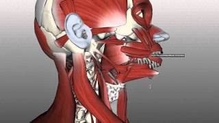 Tongue Muscles and the Hyoid Bone [upl. by Anatola733]