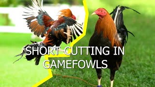 Short Cutting in Gamefowls [upl. by Eladal]