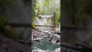 Tree falls next to their hot spring 😳 🎥 Collabashleyyrae [upl. by Gilberta818]