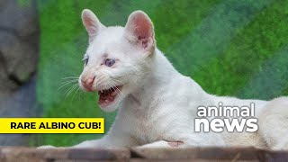 The snowwhite albino puma cub you need to see  CBC Kids News [upl. by Averat]