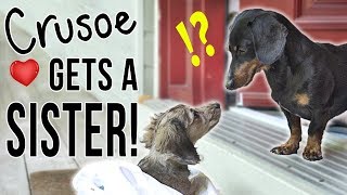 Ep 1 Crusoe Gets a SISTER  Cute Dachshund Puppy Video [upl. by Junie]