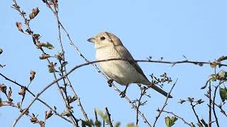 Bempton shrike 51024 [upl. by Nydia115]