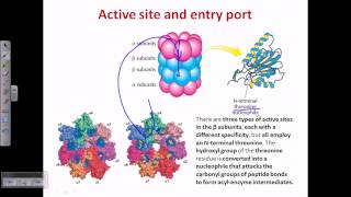 Proteasome and protein degradation [upl. by Bound]