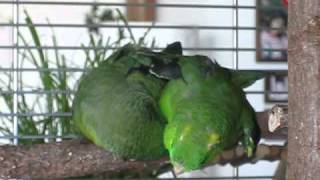 Lineolated Parakeets holding hands ♥♥♥ [upl. by Jacobba]