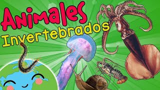 Filum Nemátodo Características🕷️🐍 l Animales Invertebrados l Ciencias Naturales [upl. by Krell457]