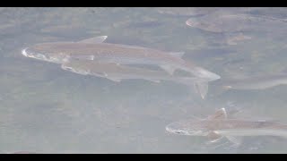 1130329 The flathead grey mullet is euryhaline and spend the young at rivers [upl. by Garzon]