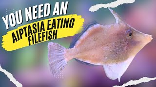 Aiptasia Eating Filefish How to be Successful with These 5 Easy Tips [upl. by Hamer]