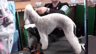 Crufts 2012 Bedlington Terrier Part 1 [upl. by Kreiner]