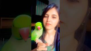 My beautiful talkative parrot zoomiviralvideo parrot [upl. by Yanal270]