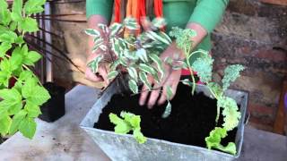 Créer une jardinière gourmande avec des légumes et aromatiques [upl. by Gleda955]