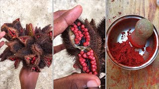 EATORPASS HOW TO MAKE ANNATTO PASTE ASMR CRUNCH SOUNDS [upl. by Clementas]