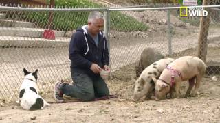 Cesar Millan rehabilitates Simon the aggressive French bulldog terrier mix [upl. by Otreblig840]