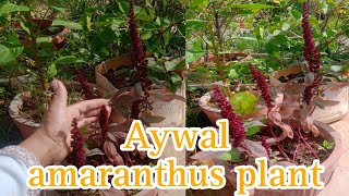 ऐवल ऐमरेन्थस सुंदर फुल देने वाला पोधाAywal amaranthus plant careamaranthus [upl. by Pearce]