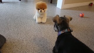 Puppy Growling At Boo The Worlds Cutest Dog [upl. by Lorenza]