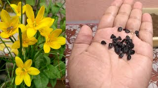 How To Grow Rain Lily From Seeds  Zephyranthes Lily From Seeds [upl. by Fabien191]