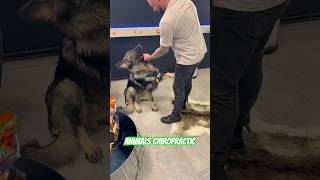 Animals Chiropractic 💚💚asmr dogshorts animals foryou hund türkiye [upl. by Bergmann347]