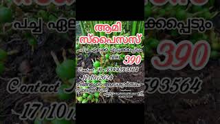 ആമി Spices😇കേരളത്തിൽ എല്ലായിടത്തും shorts [upl. by Thornie]