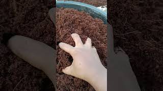 How to use cocopeat in gardening [upl. by Olds]