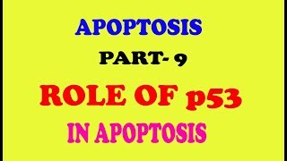 ROLE OF p53 PROTEIN IN APOPTOSIS part9 [upl. by Layman]