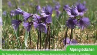 Alpenglöckchen Soldanella alpina [upl. by Yrogiarc175]