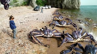 Pourquoi Tout le Monde VeutIl se débarrasser des Crabes Royaux Rouges [upl. by Hyams]