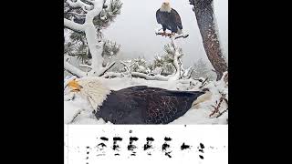 See what theyre saying  SPECTRGRAMS  Big Bear Valley Eagle Cam [upl. by Eednil]