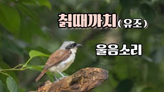 칡때까치유조 울음소리 The sound of thickbilled shrike [upl. by Clarinda]