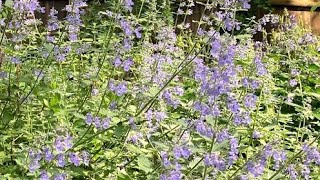 Catmint And How To Care For It [upl. by Bernat]