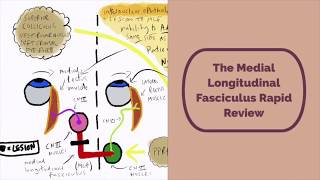 Medial Longitudinal Fasciculus Rapid Review [upl. by Ahsar]