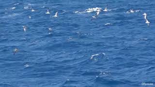 オオミズナギドリ  Streaked Shearwater Calonectris leucomelas [upl. by Marni591]