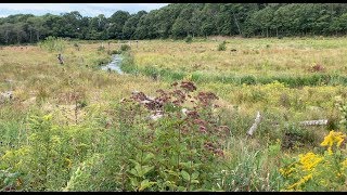 Restoring the Coonamessett River Results of Phase 1 [upl. by Amjan]