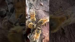 Bees sharing honey bee honeybee savethebees trophallaxis honey rescue [upl. by Latia]