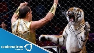 Tigre ataca a domador de un circo  Tigre ataca a su domador directo al cuello [upl. by Nylakcaj]