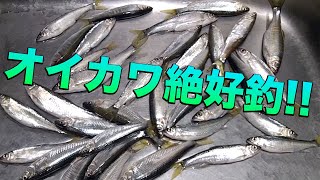 ワカサギ絶不釣がしかしオイカワ絶好釣それでも愚痴は百連発ｗ [upl. by Bandur]