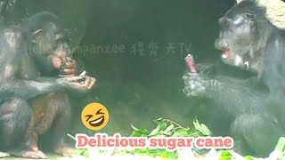 大家愛吃甜的🐵甘蔗🐵Chimpanzee IntelligenceWildlife Rescue StoriesFunny Animal ClipsAnimal Learning [upl. by Sher]