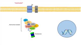 WntβCatenin Signaling Pathway  Overview Purpose and APC Mutations [upl. by Bart385]