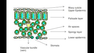 How to Draw a Cross Section of a Leaf  ZIMSEC [upl. by Eerb317]