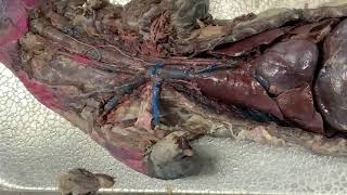 Internal Mink Dissection Group 2 Thoracic and Cervical Vessels [upl. by Azile]